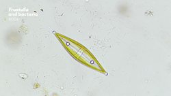 Diatoms Tiny Factories You Can See From Space Instructional Video
