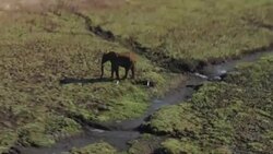 Aerial shots of elephants in Victoria Falls News Clip