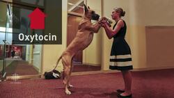 Bond with man's best friend News Clip