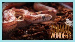 Retained Shed Removal and Prevention! Instructional Video