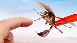 Stung by a Mud Dauber Wasp Instructional Video