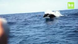 Disabled Orca Becomes Leader Of The Pod: SNAPPED IN THE WILD Instructional Video