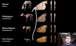 Evidence of Evolution: Instructional Video