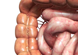 Appendix Instructional Video