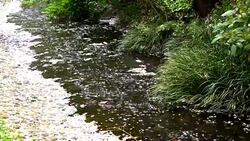 Cherry Blossom aka Sakura Leaf Falling on the Ground in the water in Tokyo Japan Stock Footage