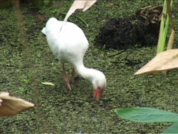 Cadenas alimenticias: redes alimenticias Instructional Video