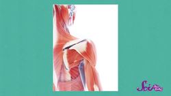 How Do Our Bodies Move? Instructional Video