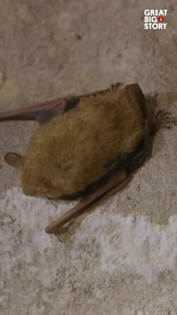 Saving Missouri's bats, Kirsten Alvey-Mudd's fight against White-Nose Syndrome Instructional Video