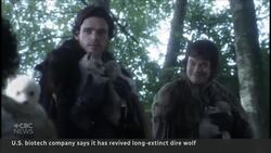 U.S. tech company’s revival of extinct dire wolves raises ethical questions News Clip