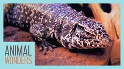 Bioactive Enclosure For A Tegu! Instructional Video