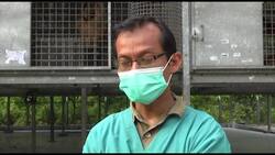 Alba, el orangután albino regresó a la selva en Indonesia News Clip