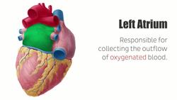 Left atrium Instructional Video