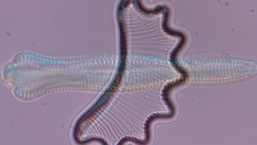 Diatom algae populations tell a story about climate change in Greenland