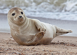 Bigotes Instructional Video