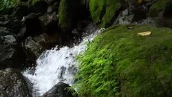 Moss and fern in rainforest Stock Footage