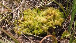 Peat bog near Manchester News Clip