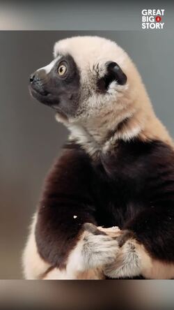 Meet Bertha, the unique Coquerel's Sifaka Instructional Video