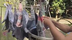 Socks hang drying on the round clothespin drying rack Stock Footage
