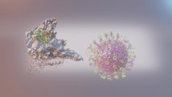 Study reveals how COVID-19 infects human cells Instructional Video