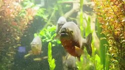 piranhas in seaweeds Stock Footage