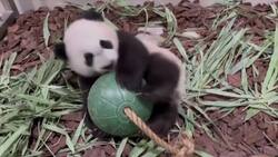 First Singapore-born giant panda cub gets ready for public debut News Clip