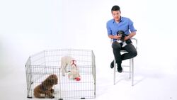 How to Get Your Puppy to Obey You Instructional Video
