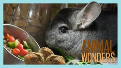 Whose Food is Whose? Instructional Video