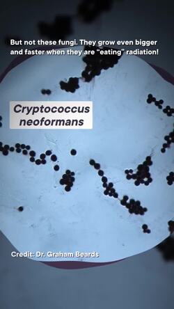 These fungi eat radiation. #shorts #science Instructional Video