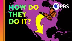 Unraveling the Great Butterfly Migration Mystery Instructional Video