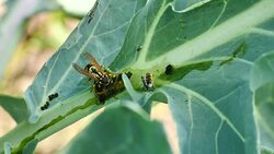 Wasp decomposed caterpillar step by step Stock Footage