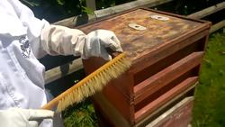 Whats inside a beehive? | Beekeeping with Maddie #2 Instructional Video