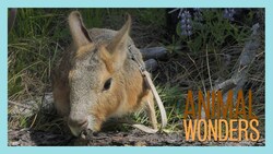 Hangout with Chili Pepper the Patagonian Cavy Instructional Video