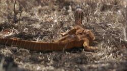 Bushwhacked! - Series 2 - Episode 3 (Perenties) Instructional Video