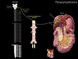 Parasympathetics GI Instructional Video