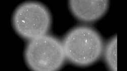 Blurring boundaries between animate & inanimate - Science Nation Instructional Video