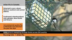 Avian flu virus H5N1 sweeping through Canadian poultry farms News Clip