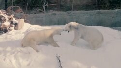 Snow Day in San Diego? For These Pandas, It Is! Instructional Video