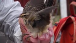 CLEAN : Climate: Scientists in Swedish Arctic track changing bird migration patterns News Clip