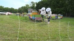 Get Buzzed: Discover the sweet work of honeybees at West Maple Farm in Monsey News Clip