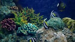 Beautiful fish in the aquarium on decoration  of aquatic plants background. A colorful  fish in fish tank. Stock Footage