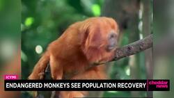 Endangered Monkeys See Population Recovery News Clip