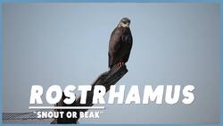 How An Invasive Snail May Save An Endangered Bird Instructional Video