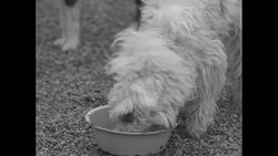 Feeding dogs at dog orphanage in Deerfield, IL News Clip