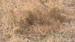 Dry yellow grass in Winchester during a drought News Clip