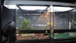 How to Clean a Snake Tank Instructional Video