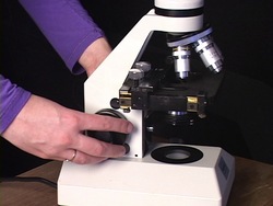 Vida microscópica: viendo la vida microscópica Instructional Video