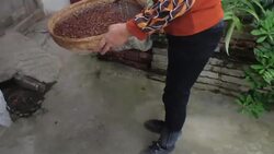 China's oldest coffee plants find new life in expanding market Instructional Video