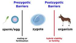 Types of Speciation Allopatric, Sympatric, Peripatric, and Parapatric Instructional Video