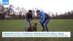 Denver City Council Votes To Repeal Pit Bull Ban News Clip