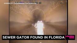 In Case You Missed It: Work Crew Finds Sewer Gator in Florida News Clip